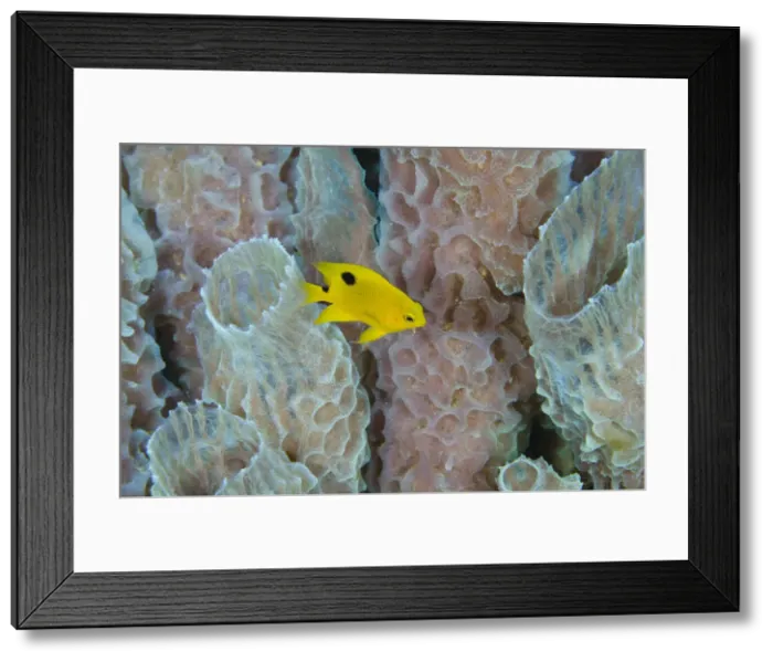Framed Print : DDE-90027072 Framed Print : DDE-90027072