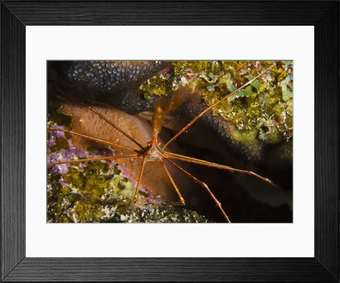 Framed Print : DDE-90027071 Framed Print : DDE-90027071