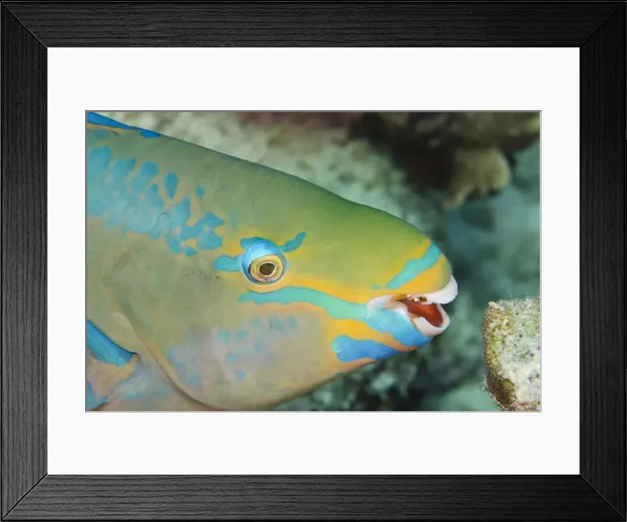 Framed Print : DDE-90027074