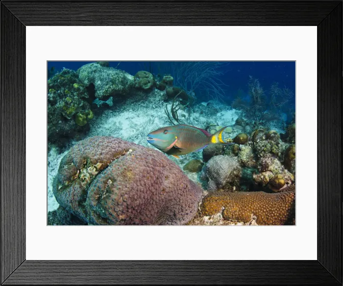 Framed Print : DDE-90027073 Framed Print : DDE-90027073