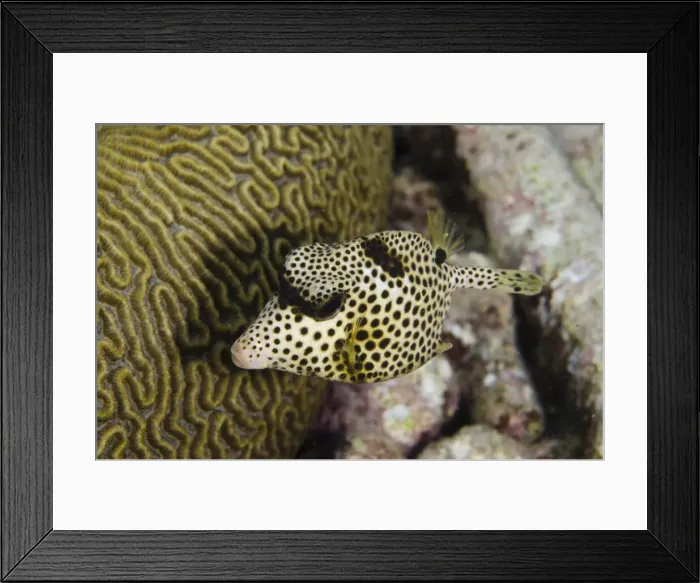 Framed Print : DDE-90027076 Framed Print : DDE-90027076