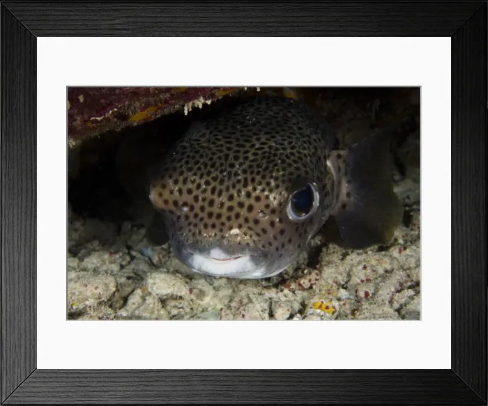 Framed Print : DDE-90027075 Framed Print : DDE-90027075