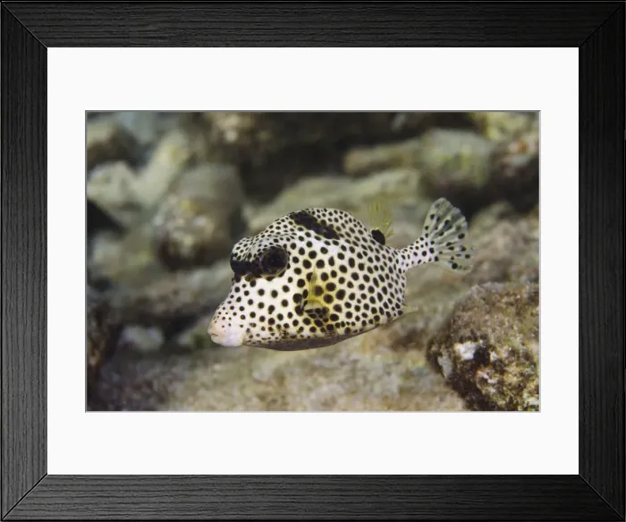 Framed Print : DDE-90027077