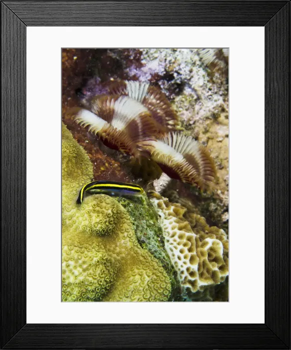 Framed Print : DDE-90027079 Framed Print : DDE-90027079