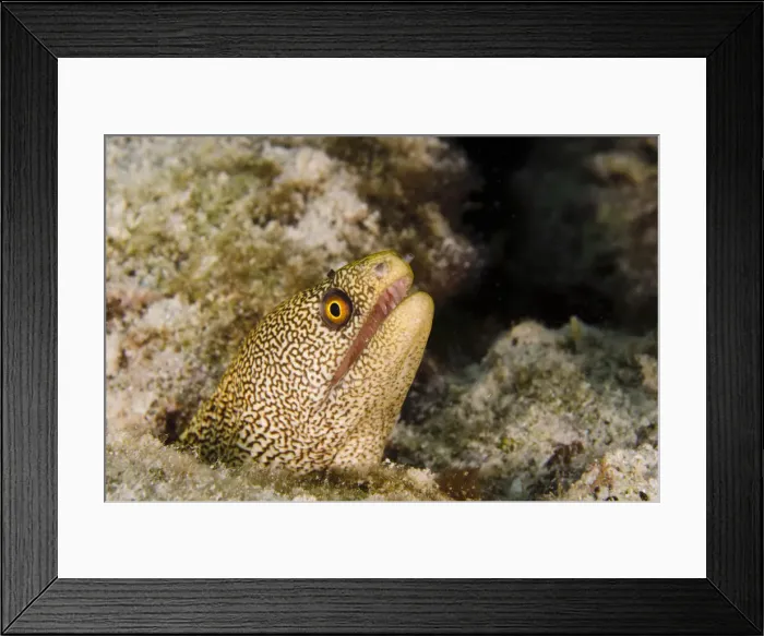 Framed Print : DDE-90027078 Framed Print : DDE-90027078