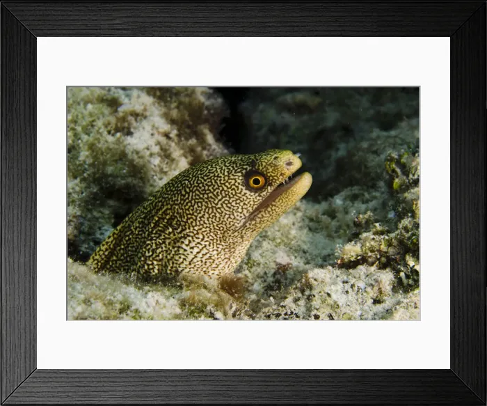 Framed Print : DDE-90027080 Framed Print : DDE-90027080