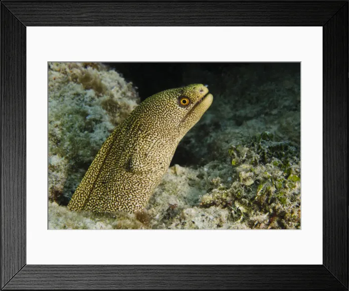 Framed Print : DDE-90027081