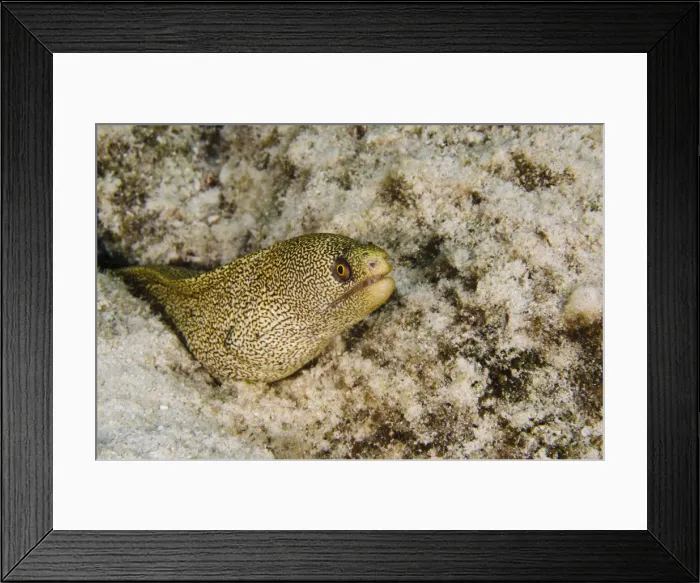 Framed Print : DDE-90027082 Framed Print : DDE-90027082