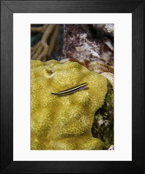 Framed Print : DDE-90027083 Framed Print : DDE-90027083