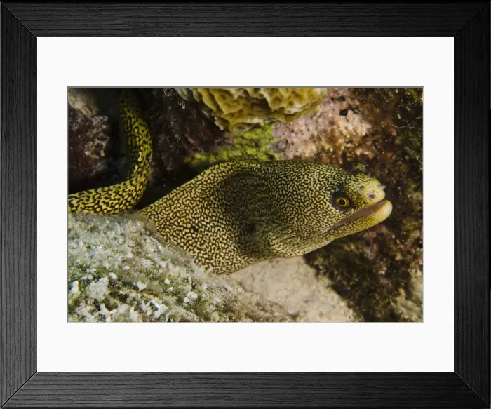 Framed Print : DDE-90027085 Framed Print : DDE-90027085