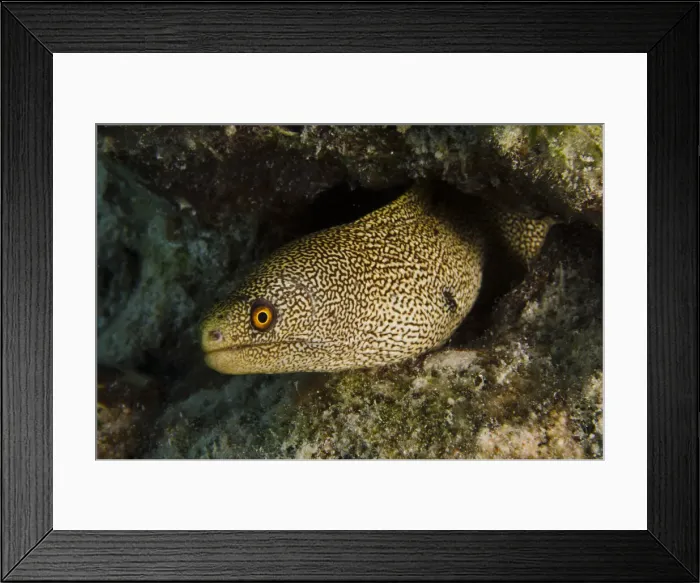 Framed Print : DDE-90027084 Framed Print : DDE-90027084