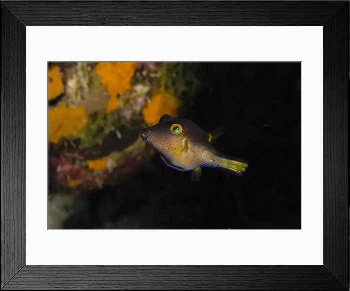 Framed Print : DDE-90027086 Framed Print : DDE-90027086