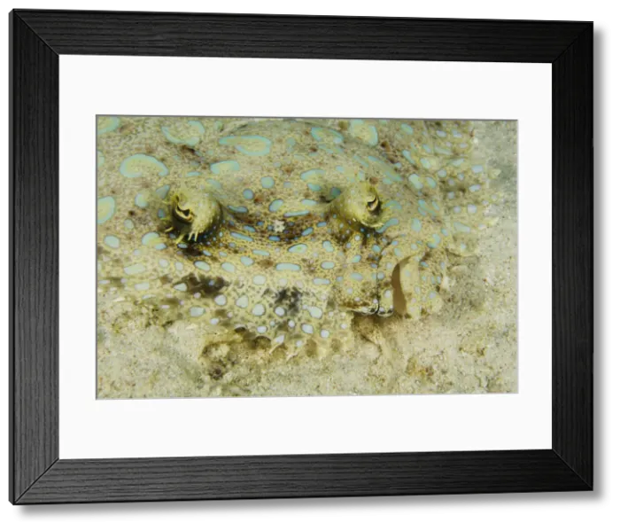 Framed Print : DDE-90027088 Framed Print : DDE-90027088