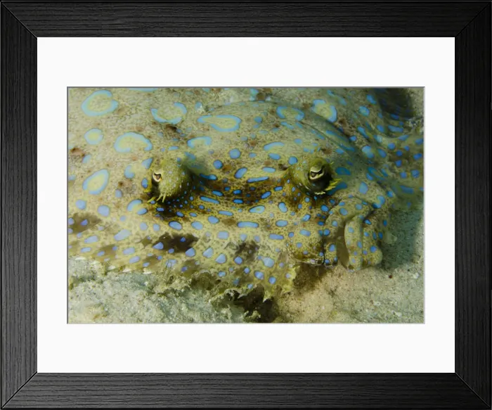 Framed Print : DDE-90027089