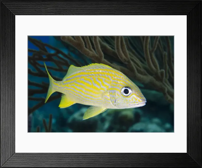 Framed Print : DDE-90027090 Framed Print : DDE-90027090