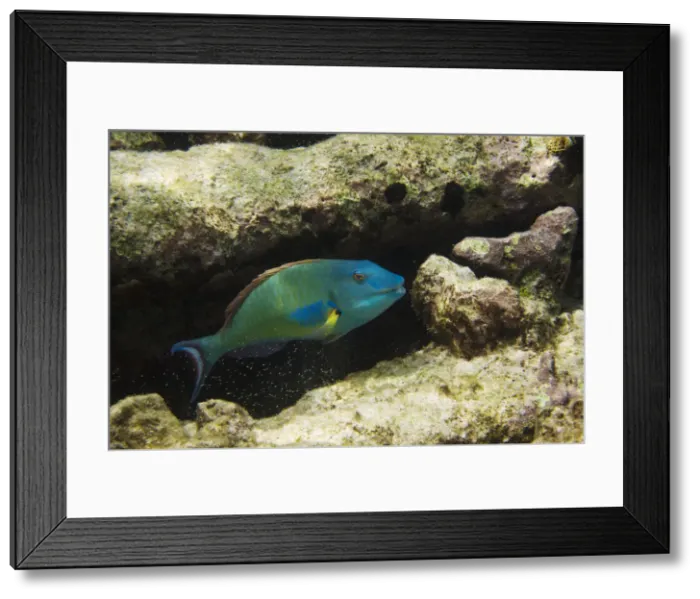Framed Print : DDE-90027091 Framed Print : DDE-90027091