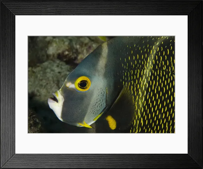 Framed Print : DDE-90027093 Framed Print : DDE-90027093
