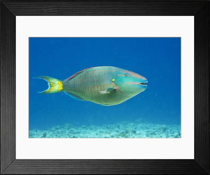 Framed Print : DDE-90027092 Framed Print : DDE-90027092