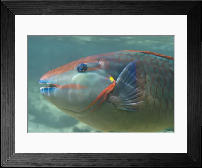 Framed Print : DDE-90027094 Framed Print : DDE-90027094