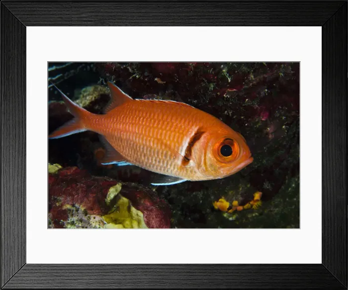 Framed Print : DDE-90027095 Framed Print : DDE-90027095