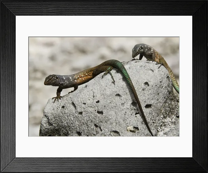 Framed Print : DDE-90027100 Framed Print : DDE-90027100