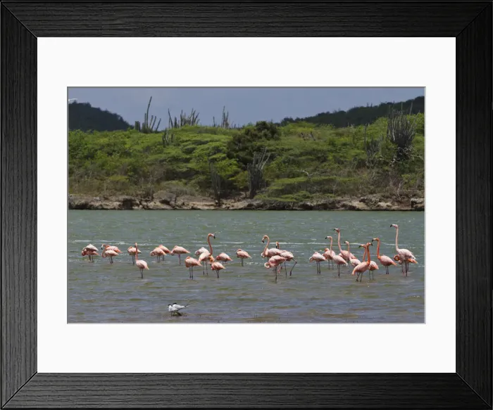 Framed Print : DDE-90027101 Framed Print : DDE-90027101