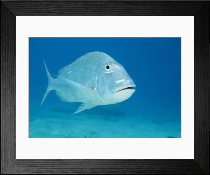 Framed Print : DDE-90027102 Framed Print : DDE-90027102