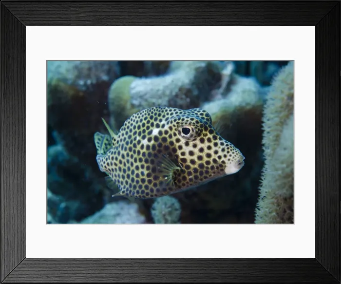 Framed Print : DDE-90027104 Framed Print : DDE-90027104