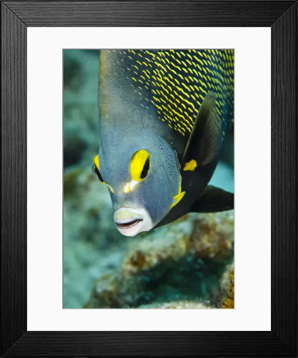 Framed Print : DDE-90027103 Framed Print : DDE-90027103