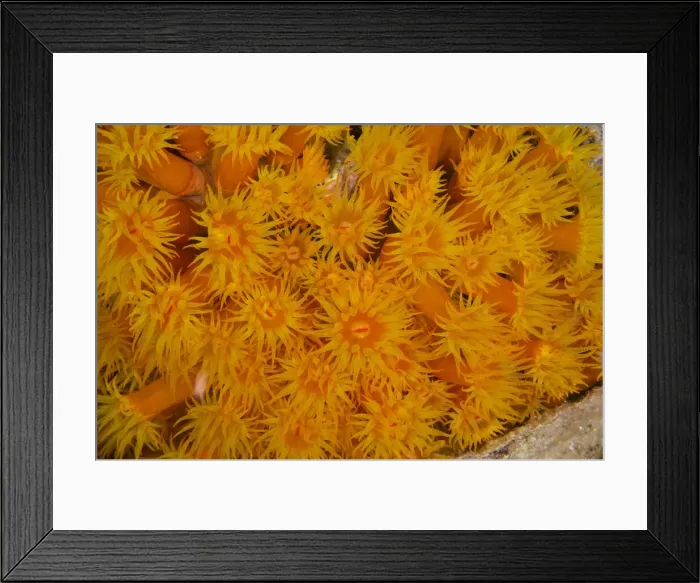 Framed Print : DDE-90027105 Framed Print : DDE-90027105