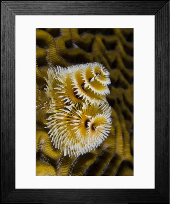 Framed Print : DDE-90027106 Framed Print : DDE-90027106