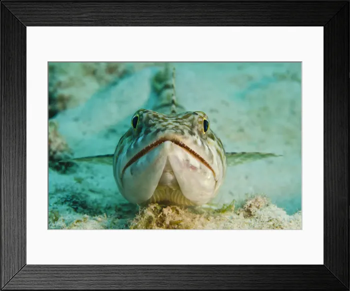 Framed Print : DDE-90027107 Framed Print : DDE-90027107