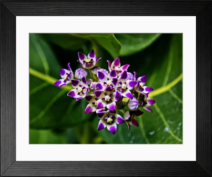 Framed Print : DDE-90027109 Framed Print : DDE-90027109