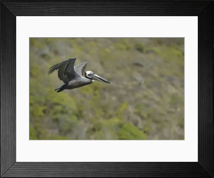 Framed Print : DDE-90027119 Framed Print : DDE-90027119