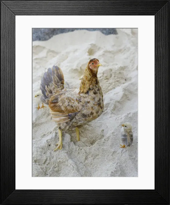 Framed Print : DDE-90027127 Framed Print : DDE-90027127
