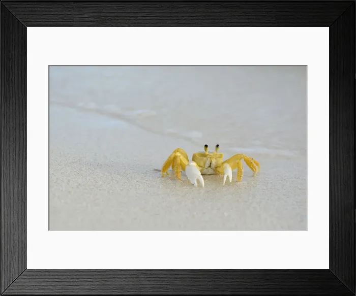 Framed Print : DDE-90027129 Framed Print : DDE-90027129