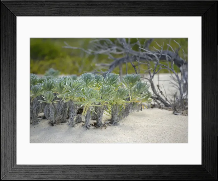 Framed Print : DDE-90027134 Framed Print : DDE-90027134