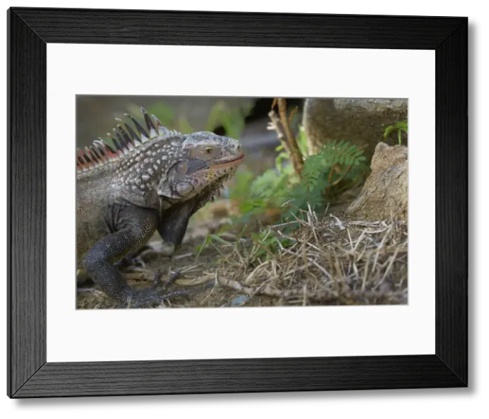 Framed Print : DDE-90027141 Framed Print : DDE-90027141