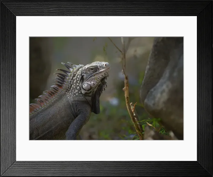 Framed Print : DDE-90027142 Framed Print : DDE-90027142