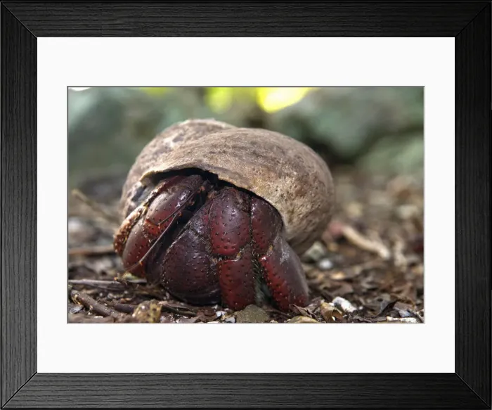 Framed Print : DDE-90027153 Framed Print : DDE-90027153