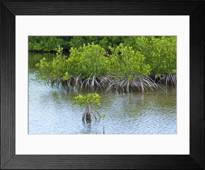 Framed Print : DDE-90027196 Framed Print : DDE-90027196
