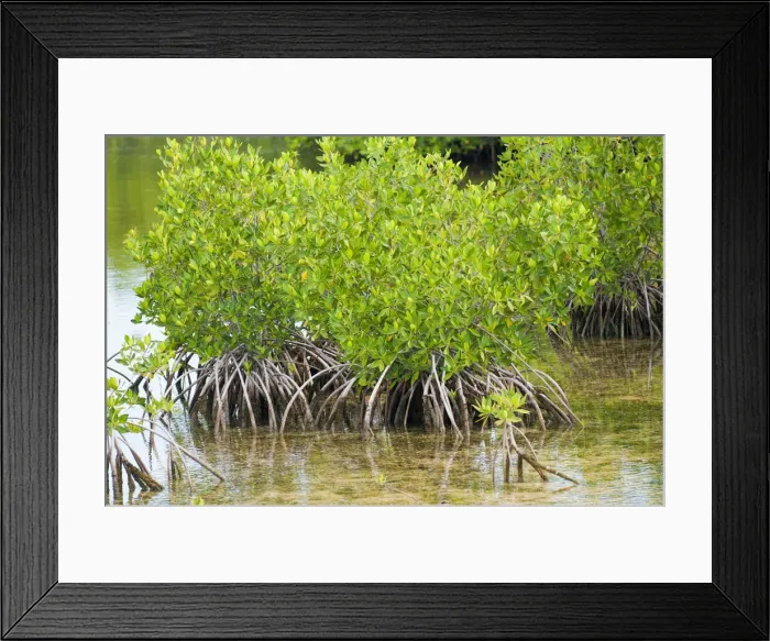 Framed Print : DDE-90027197 Framed Print : DDE-90027197