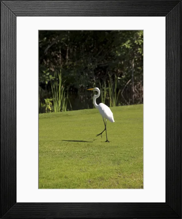 Framed Print : DDE-90027231 Framed Print : DDE-90027231