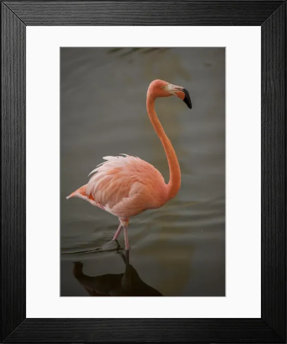 Framed Print : DDE-90027233 Framed Print : DDE-90027233