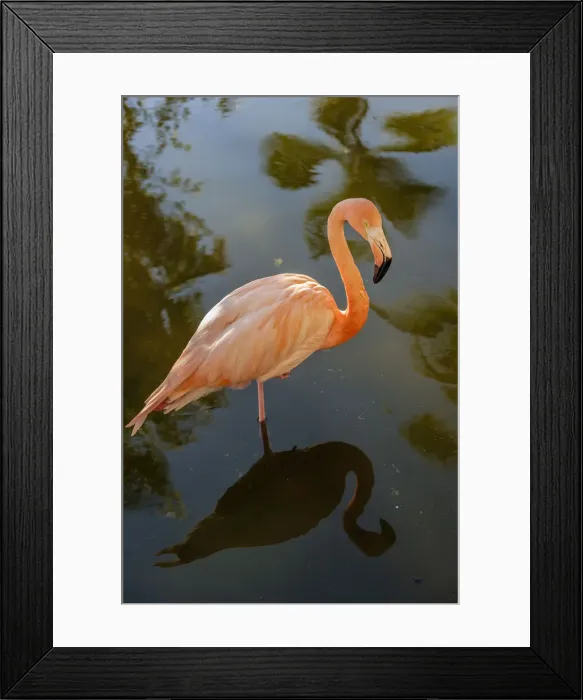 Framed Print : DDE-90027236 Framed Print : DDE-90027236