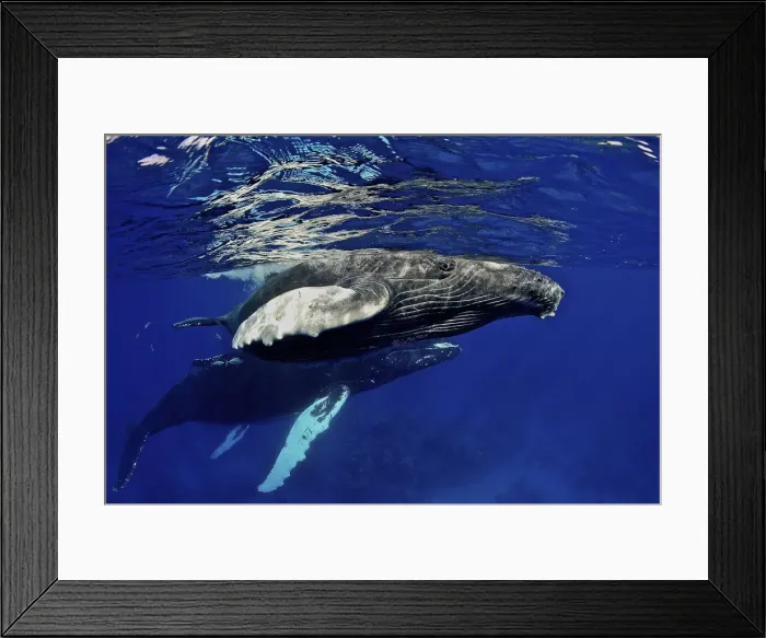 Framed Print : DDE-90027237 Framed Print : DDE-90027237