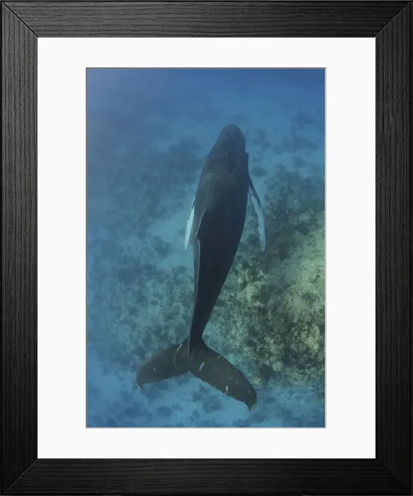 Framed Print : DDE-90027238
