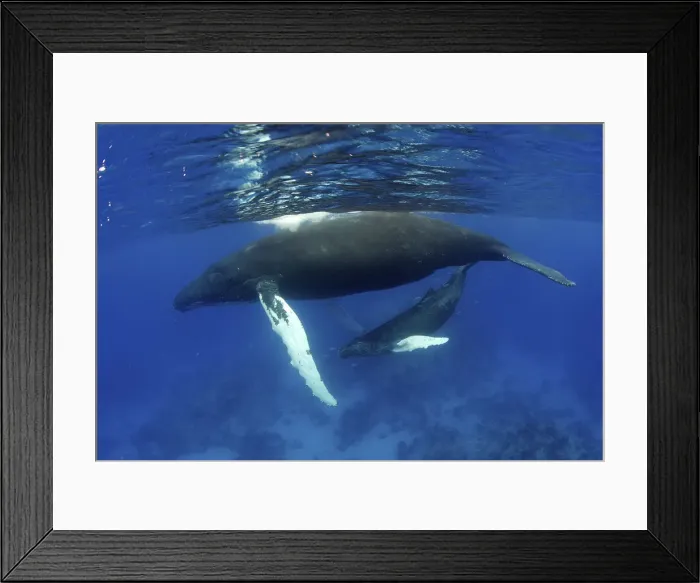 Framed Print : DDE-90027239