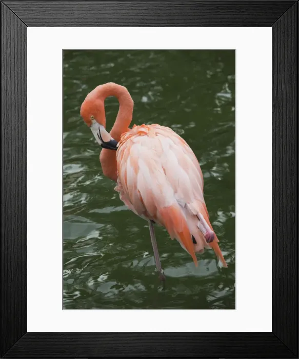 Framed Print : DDE-90027253 Framed Print : DDE-90027253