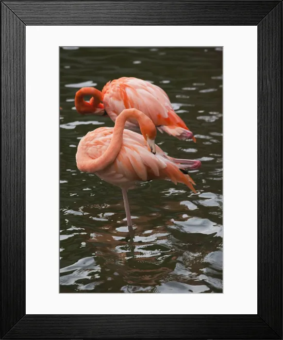 Framed Print : DDE-90027252 Framed Print : DDE-90027252